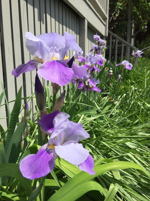 Dragonfly Guest House Ogunquit Exterior foto