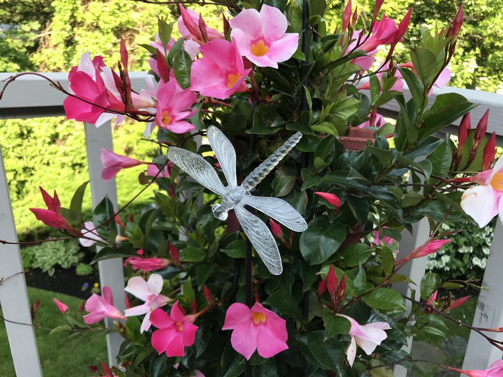 Dragonfly Guest House Ogunquit Exterior foto